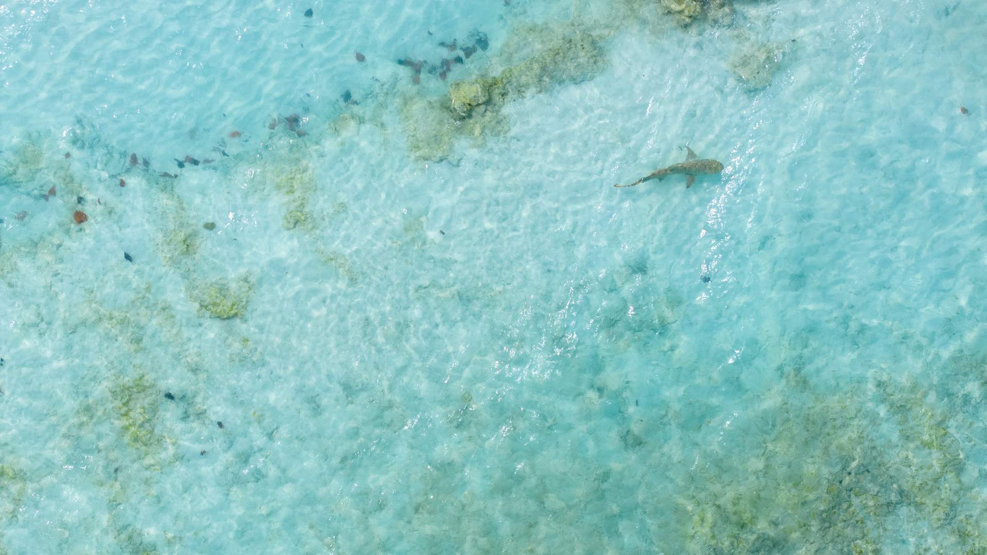 清澈海水中的鲨鱼
