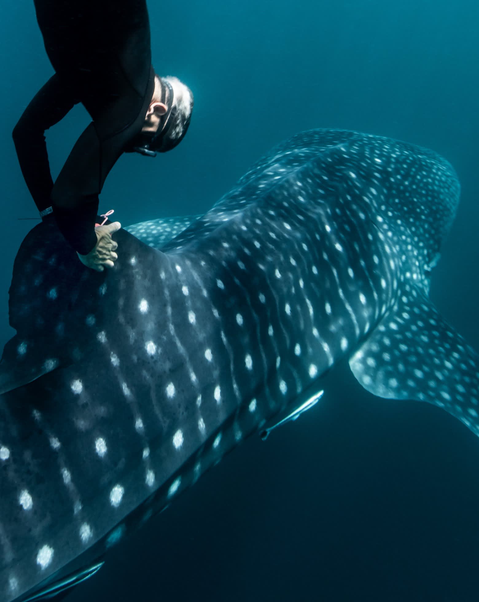 Diving testimonees