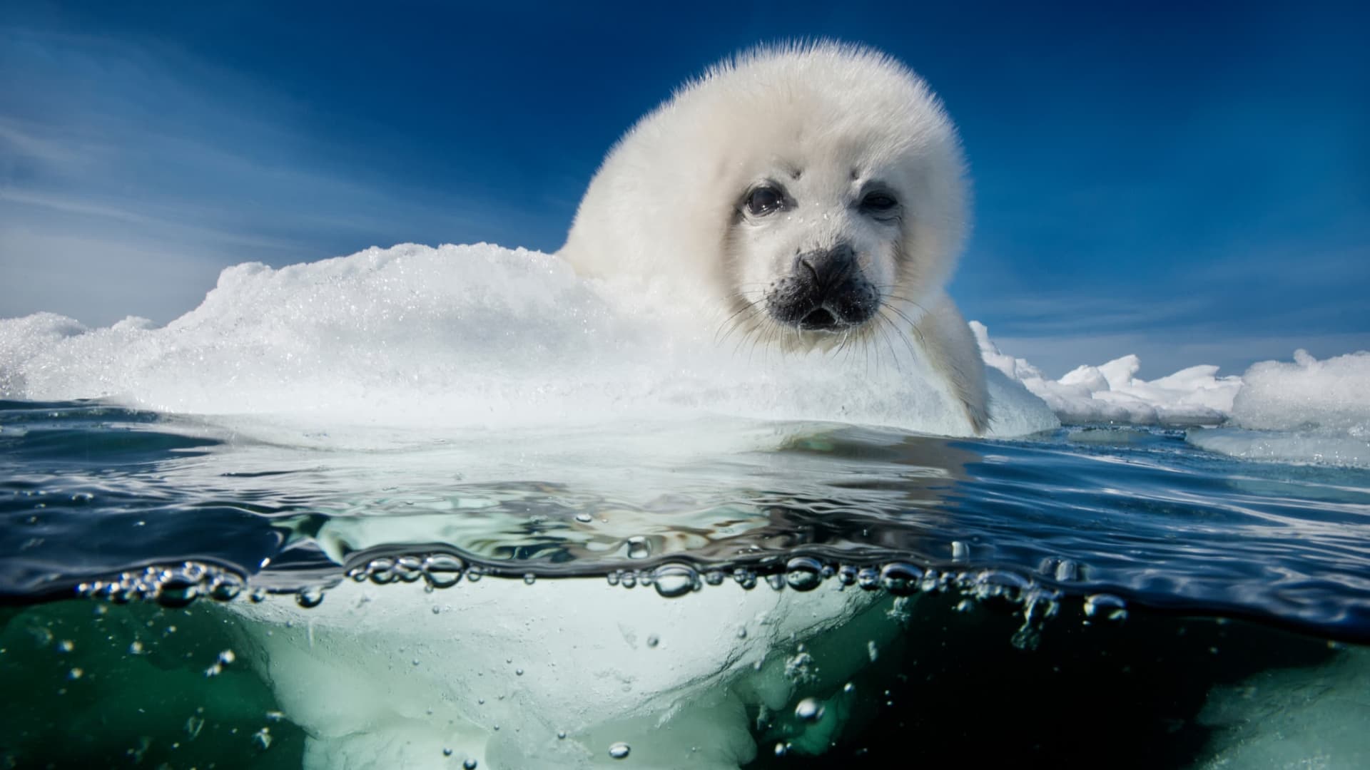 格陵兰海豹幼崽