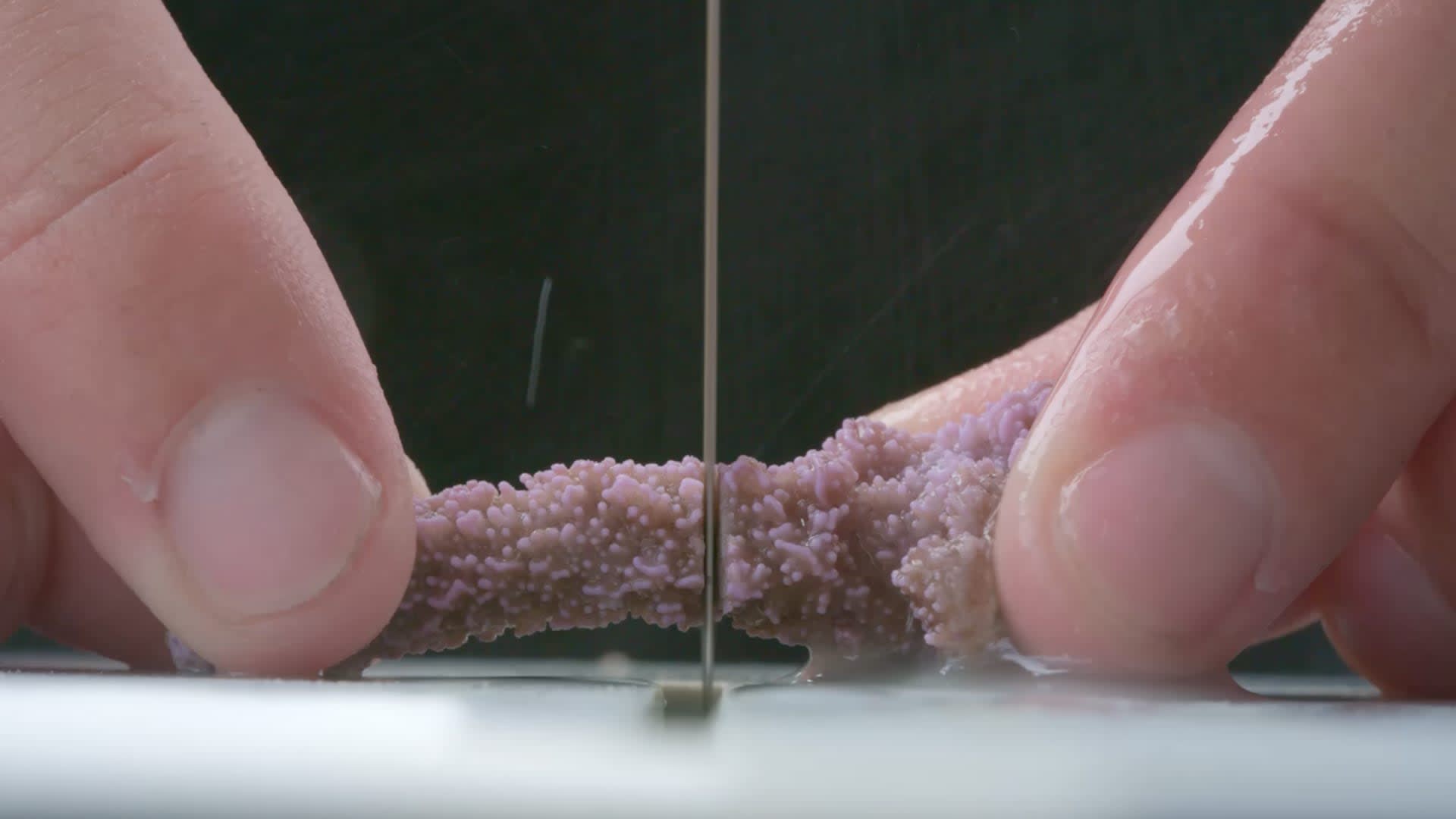 蒂托安・贝尼科特