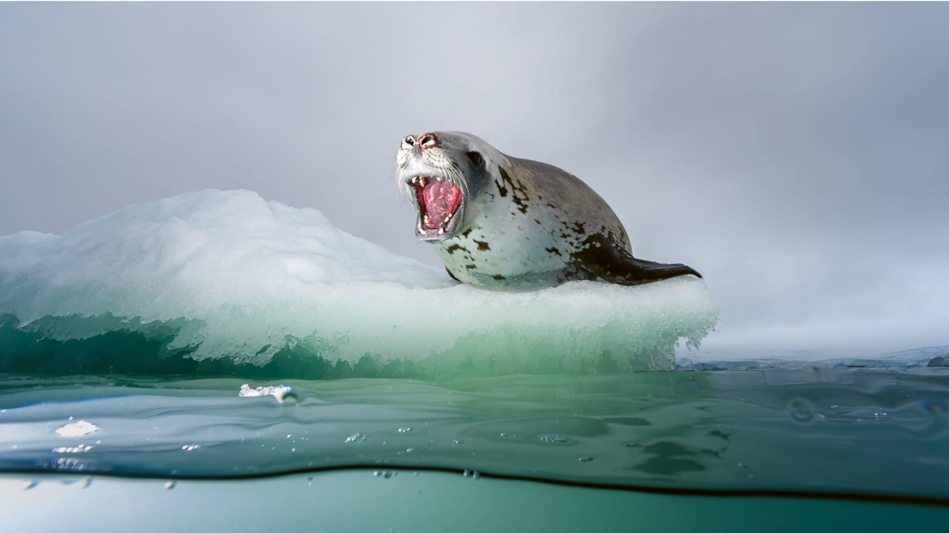 克里斯蒂娜・米特迈尔在水底