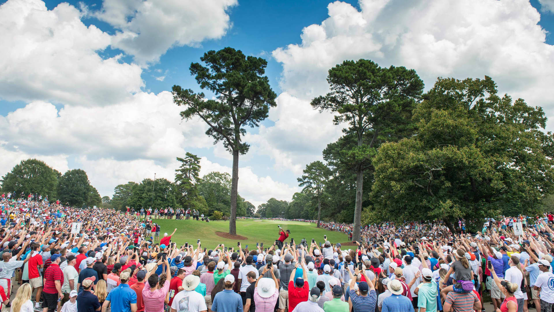 Tiger Woods on green